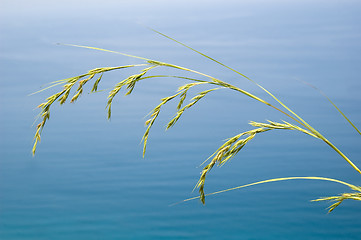 Image showing Grass