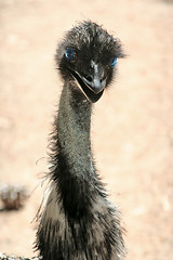 Image showing ostrich