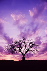 Image showing Tree and Sunset