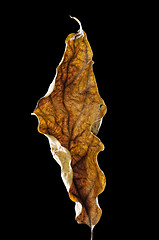 Image showing Dry Leaf