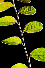 Image showing Decorative Plant