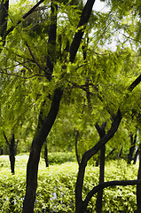 Image showing  Trees and Bushes