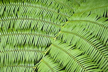 Image showing Fern