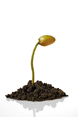 Image showing Seedling