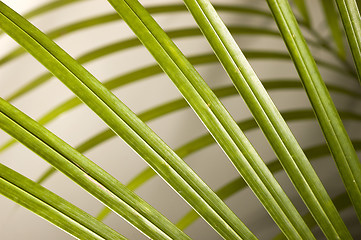 Image showing Palm Leaves