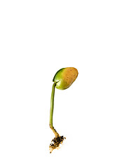 Image showing Seedling