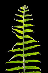 Image showing Fern