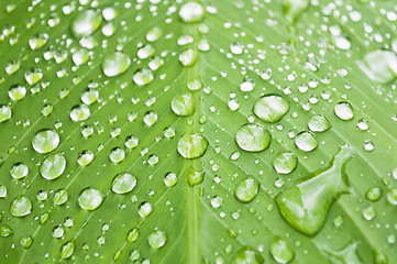 Image showing Water Droplets