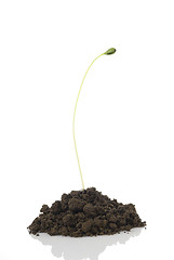 Image showing Seedling
