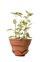 Image showing Decorative Plant