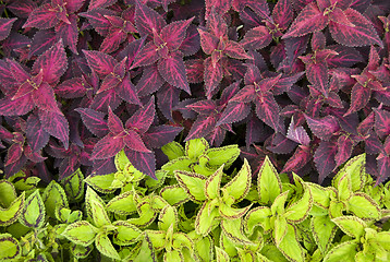 Image showing Decorative Plants