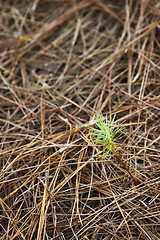 Image showing Pine Tree Seedling
