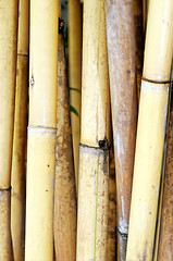 Image showing Bamboo