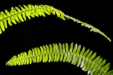 Image showing Fern