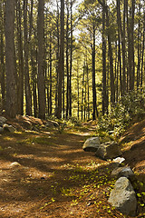 Image showing Dirt Road 