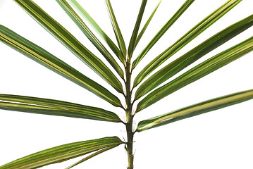 Image showing Palm Leaves