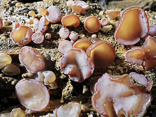 Image showing Wood Ear Mushrooms