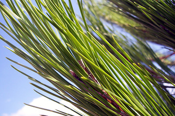 Image showing pine needles