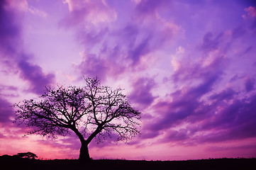 Image showing Sunset and Tree