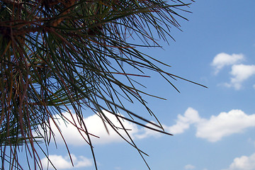 Image showing pine