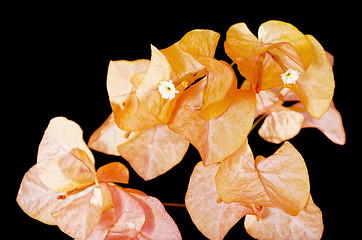 Image showing Orange Bouganvilla