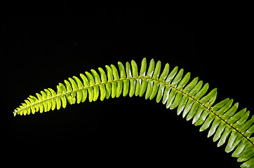 Image showing Fern