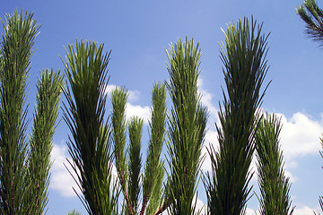 Image showing pine branches