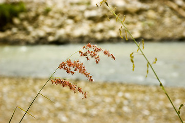 Image showing Grass