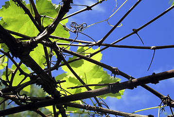 Image showing Grapevine