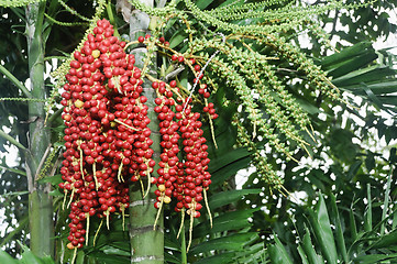 Image showing Palm Fruits