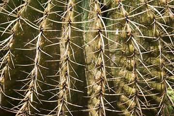 Image showing Cactus