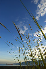 Image showing Grass