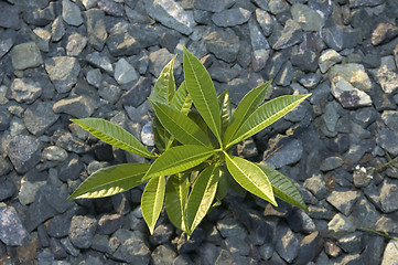 Image showing Mango Seedling