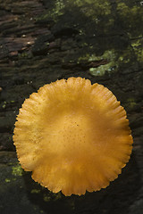 Image showing Mushroom