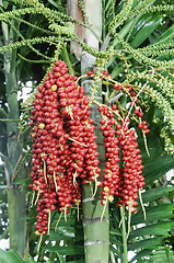 Image showing Palm Fruits