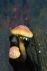 Image showing Mushroom