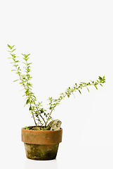 Image showing Decorative Plant