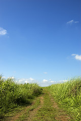 Image showing Clouds_Grass
