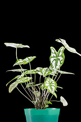 Image showing Decorative Plant