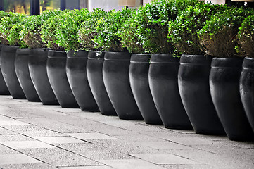 Image showing Potted Plants