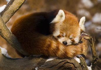 Image showing Red panda (Ailurus fulgens)