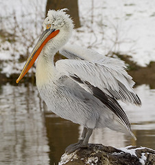 Image showing Pelican