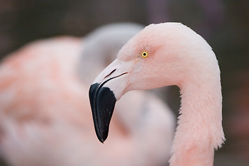 Image showing Flamingo head
