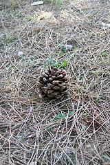 Image showing pine needles and seed capsule
