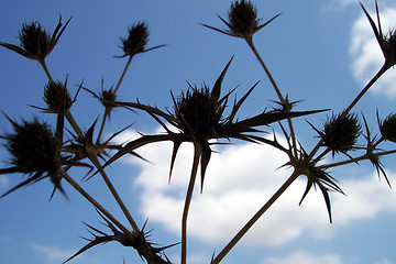 Image showing thistle