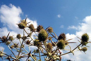 Image showing thorny