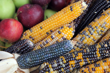 Image showing Bushel of apples with colorful Indian corn
