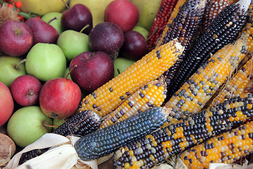 Image showing Bushel of apples with colorful Indian corn