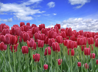 Image showing Tulips Field