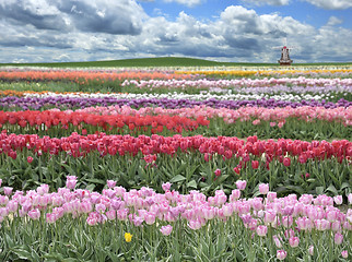 Image showing Tulips Field